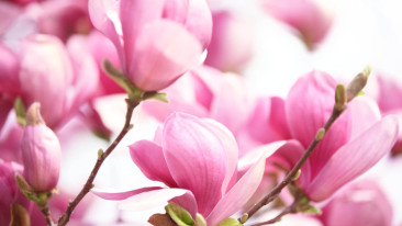 Diese Sträucher blühen im Frühling