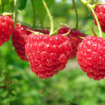 Himbeeren schneiden