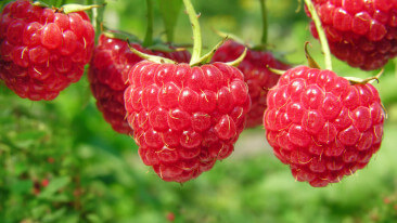 Himbeeren schneiden