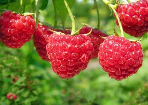 Himbeeren schneiden