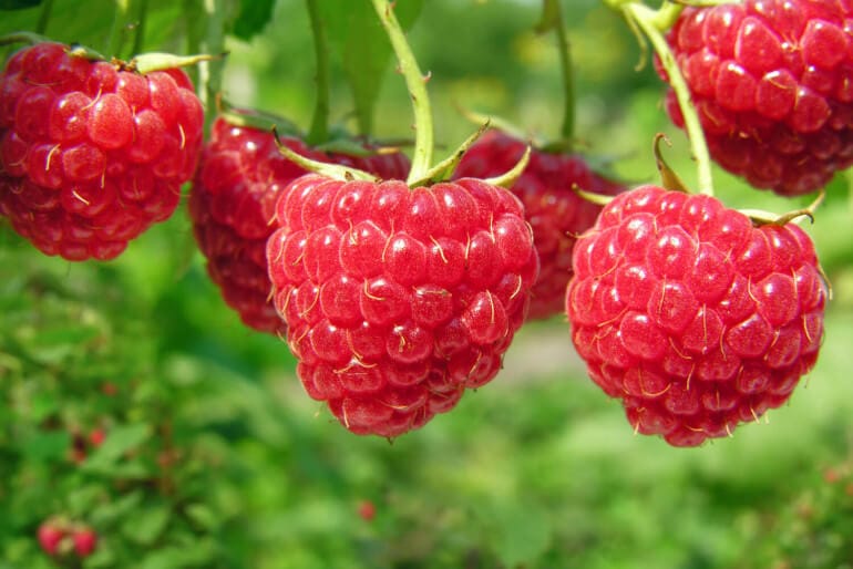 Himbeeren schneiden