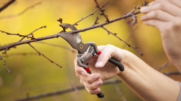 Obstbäume schneiden: So wird es gemacht!