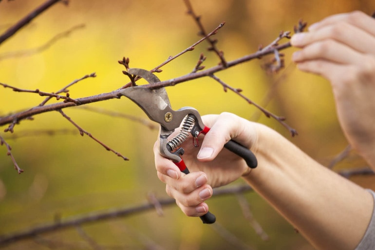 Obstbäume schneiden: So wird es gemacht!