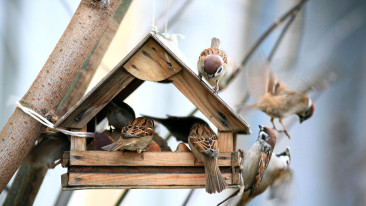 Vogelhäuser: Ein notwendiger Schutz