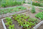 Einen Gemüsegarten planen und anlegen