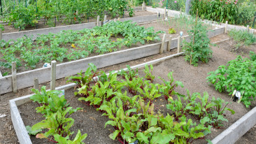 Einen Gemüsegarten planen und anlegen