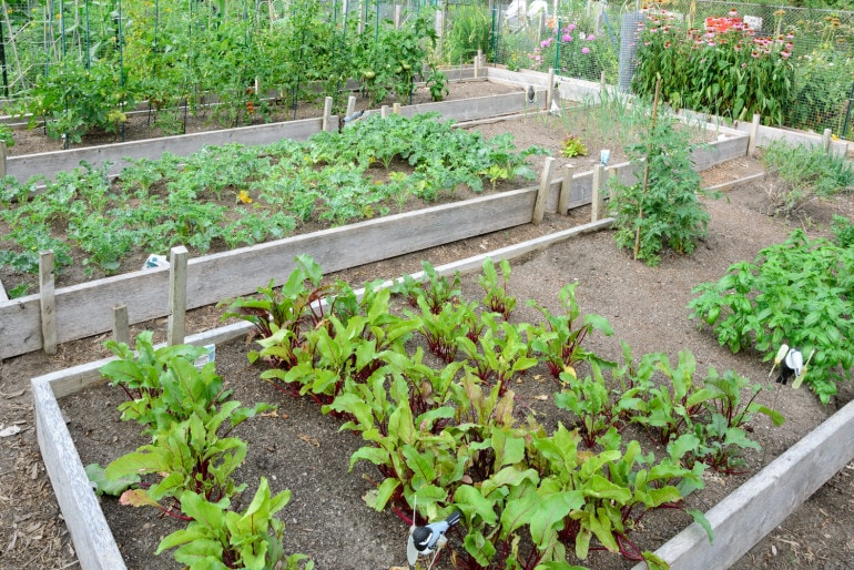 Einen Gemüsegarten planen und anlegen