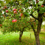 Obstbäume pflanzen