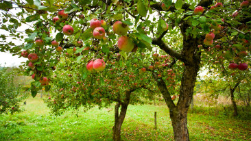 Obstbäume pflanzen