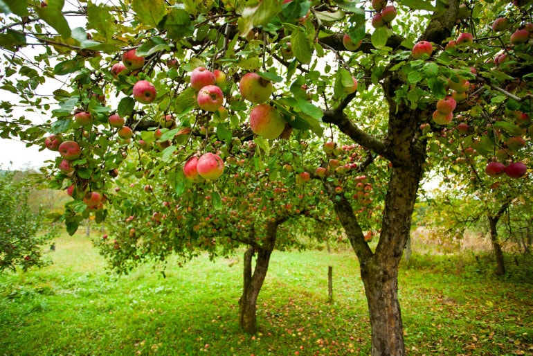 Obstbäume pflanzen