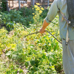 Roundup - umstrittener Unkrautvernichter