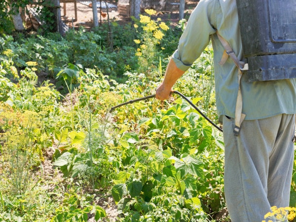 Roundup - umstrittener Unkrautvernichter