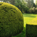 Schöne Heckenarten für den eigenen Garten