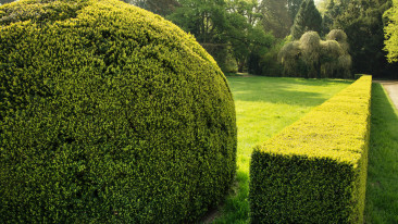 Schöne Heckenarten für den eigenen Garten