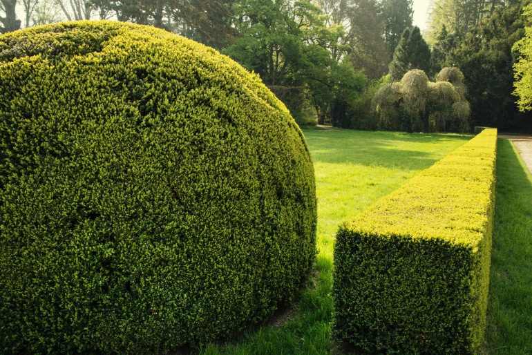 Schöne Heckenarten für den eigenen Garten