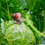 Was tun gegen Schnecken im Gemüse-Garten