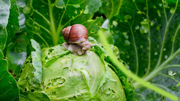 Was tun gegen Schnecken im Gemüse-Garten