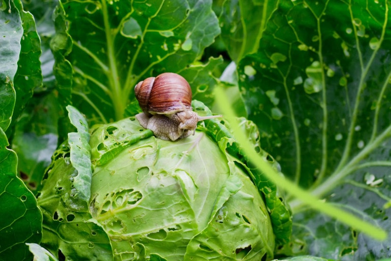 Was tun gegen Schnecken im Gemüse-Garten