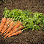 Widerstandsfähiges Gemüse - einfacher Anbau für Anfänger