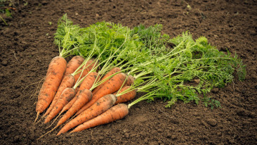 Widerstandsfähiges Gemüse – einfacher Anbau für Anfänger