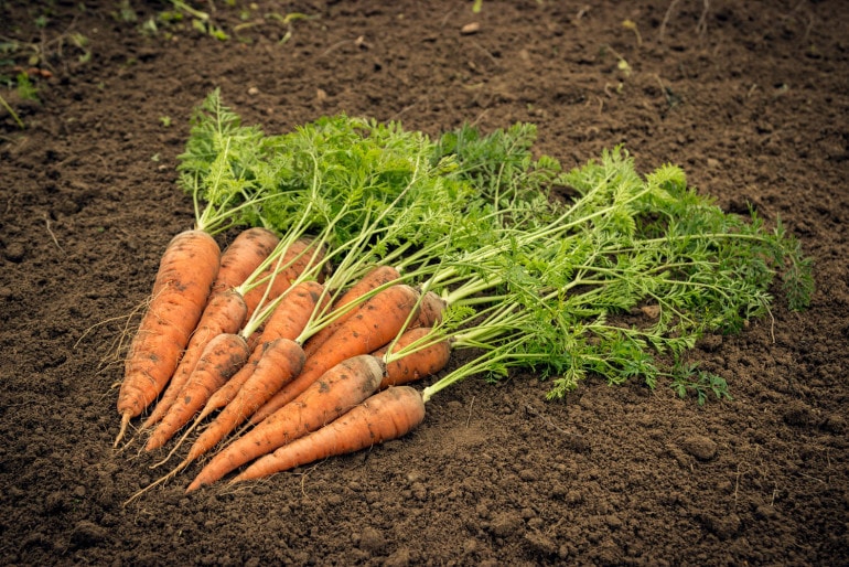 Widerstandsfähiges Gemüse – einfacher Anbau für Anfänger