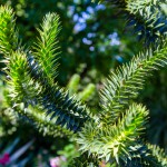 Affenbaum (Araucaria) - Standort, Pflege & Wachstum