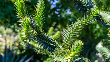 Affenbaum (Araucaria) – Standort, Pflege & Wachstum (mit FAQ und Video)