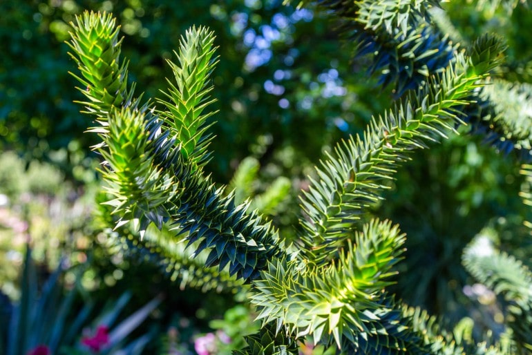 Affenbaum (Araucaria) – Standort, Pflege & Wachstum (mit FAQ und Video)