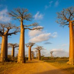 Affenbrotbaum (Adansonia) - Frucht, umtopfen, schneiden