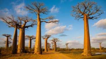 Affenbrotbaum (Adansonia) – Frucht, umtopfen, schneiden