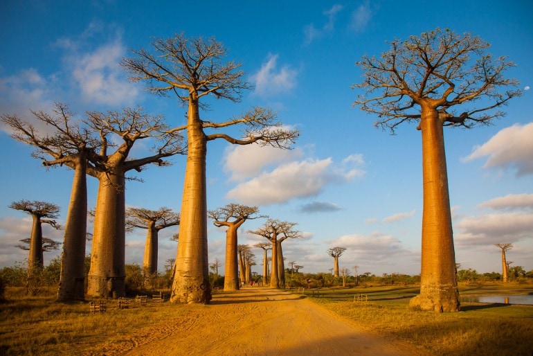 Affenbrotbaum (Adansonia) – Frucht, umtopfen, schneiden