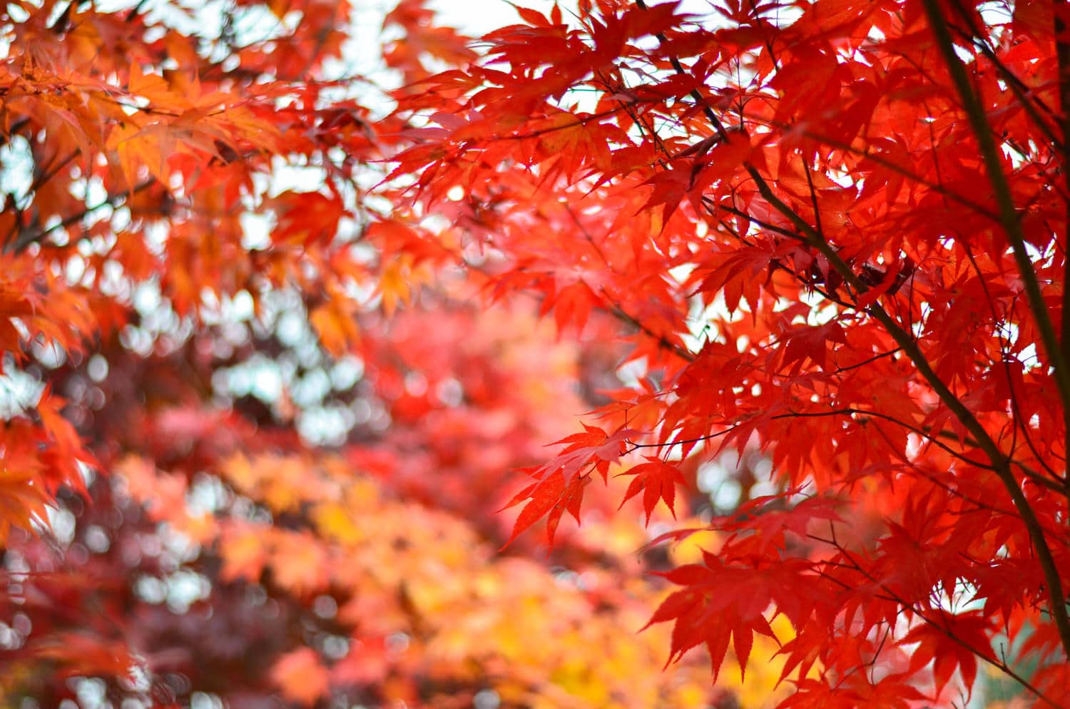 Ahornbaum (Acer) Standort, Pflege & Arten HeimHelden®