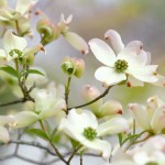 Blüten-Hartriegel (Cornus florida) - Steckbrief