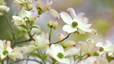 Blüten-Hartriegel (Cornus florida)