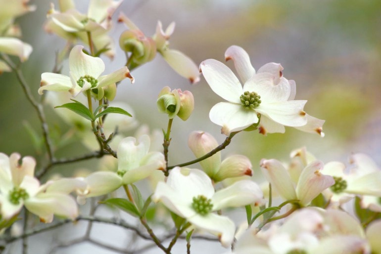 Blüten-Hartriegel (Cornus florida)