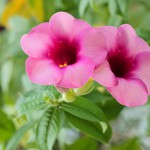 Dipladenia (Mandevilla) - Standort, Schneiden, Überwintern