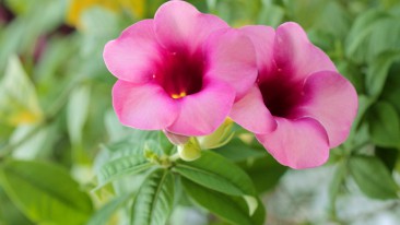 Dipladenia (Mandevilla) – Standort, Schneiden, Überwintern