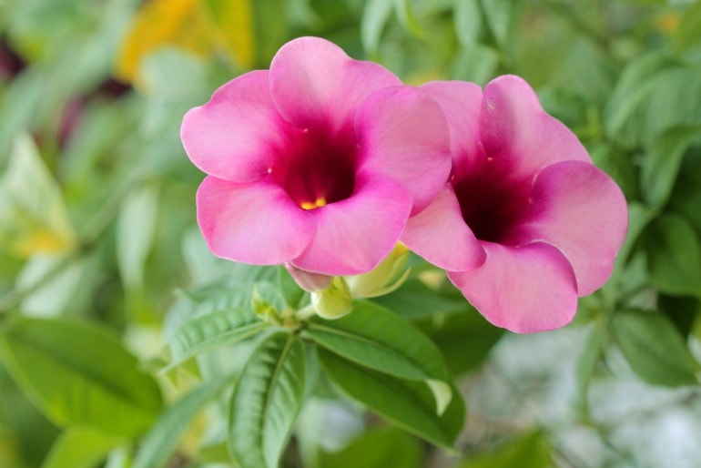 Dipladenia (Mandevilla) – Standort, Schneiden, Überwintern