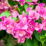 Drillingsblume (Bougainvillea) - Schneiden, Pflege, Kaufen