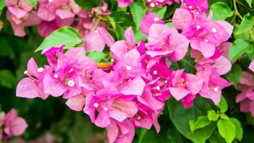 Drillingsblume (Bougainvillea) – Schneiden, Pflege, Kaufen