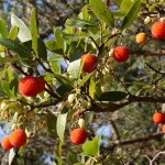 Erdbeerbaum (Arbutus) - Erdbeeren können auch auf Bäumen wachsen