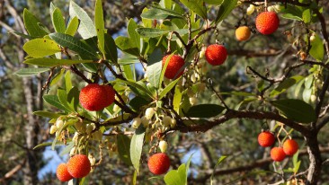 Erdbeerbaum (Arbutus) – pflegen und Geschmack der Früchte