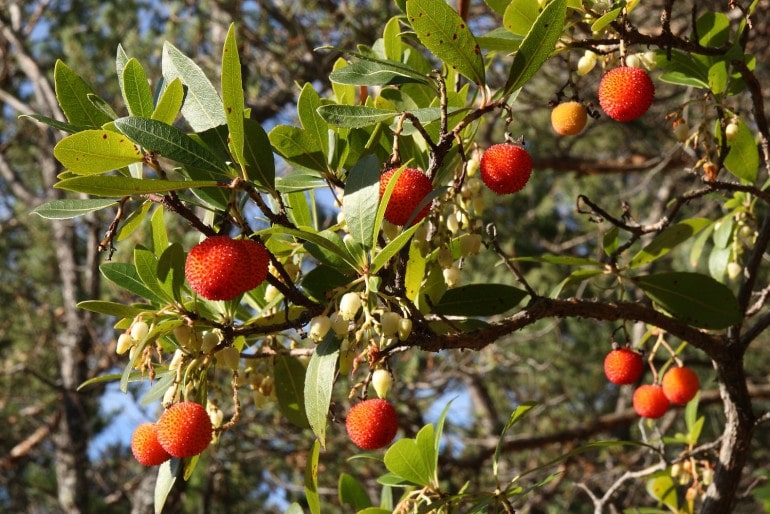 Erdbeerbaum (Arbutus) – pflegen und Geschmack der Früchte