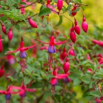 Fuchsien (Fuchsia) - Vermehren, Pflege, Kaufen