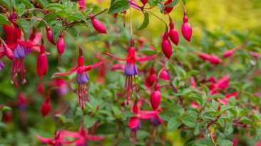 Fuchsien (Fuchsia) – Vermehren, Pflege, Kaufen