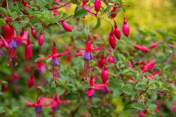 Fuchsien (Fuchsia) - Vermehren, Pflege, Kaufen