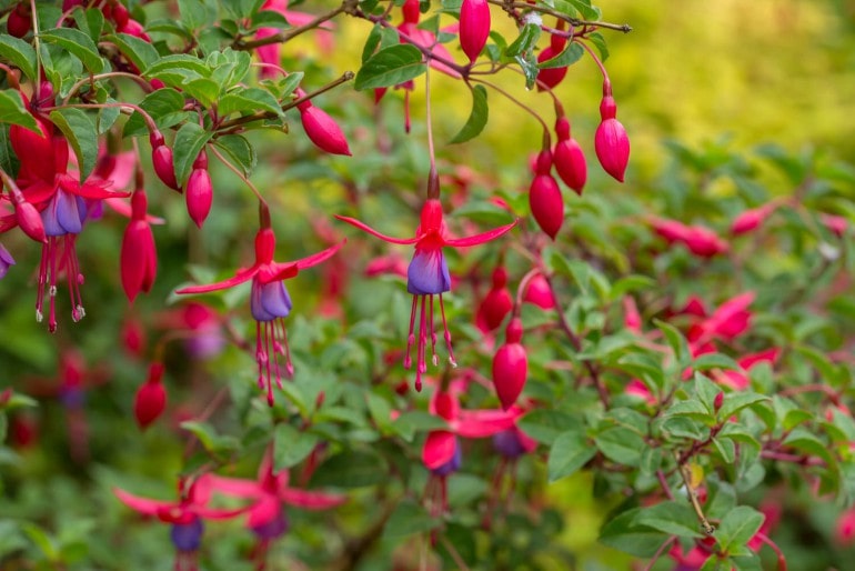 Fuchsien (Fuchsia) – Vermehren, Pflege, Kaufen