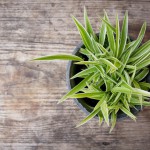 Grünlilie - pflegen, kaufen und vermehren