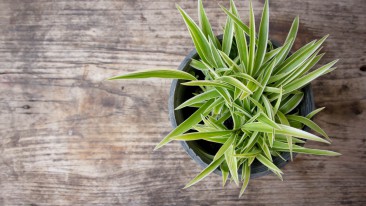 Grünlilie – pflegen, kaufen und vermehren
