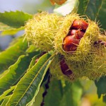 Kastanie (Castanea) - Sorten, Pflege & Krankheiten